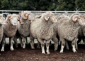 This week’s agri events: 03 – 07 August