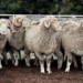 This week’s agri events: 03 – 07 August