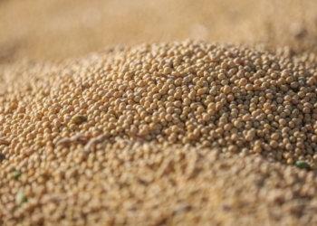 Record maize, soybean harvests reshape export outlook