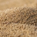 Record maize, soybean harvests reshape export outlook
