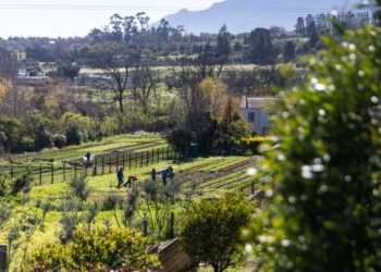 Jamestown small-scale farmers battle luxury estate over water