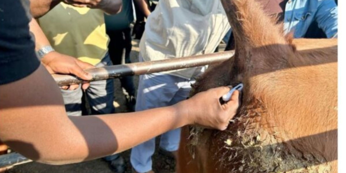 The South African Veterinary Council emphasises that everyday biosecurity and choices protect livelihoods, food security, and local markets. Photo: Supplied/Food For Mzansi