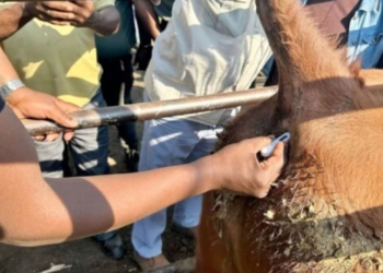 SAVC calls for tighter farm biosecurity before disease outbreaks
