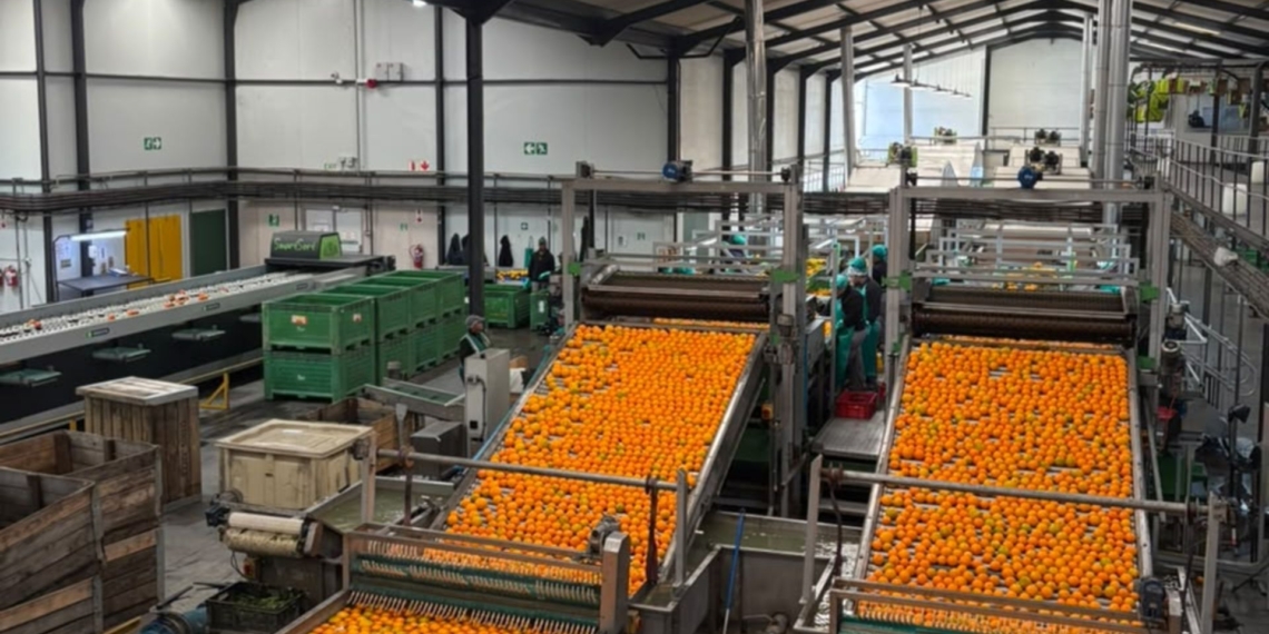 South Africa secures approved citrus export conditions for India. Discover how new cold-treatment options improve market access and quality for SA citrus growers. Photo: Supplied/Food For Mzansi