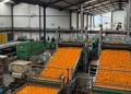 SA, India agree on new citrus protocols after decade-long talks