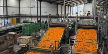 SA, India agree on new citrus protocols after decade-long talks