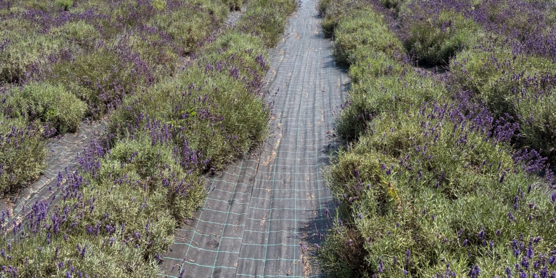 From hemp, indigenous flowers and dry beans to sorghum, saffron, pecans and essential oils, South African farmers have a range of niche commodities to explore where growing demand, specialised markets and supply gaps could create room for new producers — but experts including Ayanda Bam, Roland Trout, Lucia Ndlala, Hamond Motsi, Bennie Engelbrecht, Eric Brown, Richard Ball and Karen Swanepoel stress that success starts with understanding the market, production requirements, regulations and value chain before putting a crop in the ground. Photo: Pexels