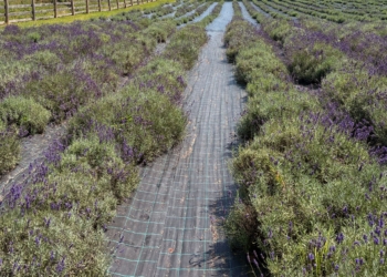 Six niche farming opportunities SA farmers can explore