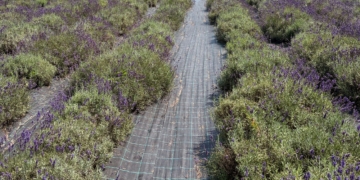 Six niche farming opportunities SA farmers can explore