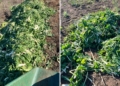 KZN farmer loses 90% of crop amid severe water shortages