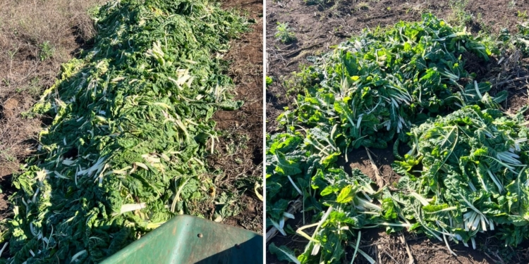 Some of the spinach a farmer in KwaZulu-Natal lost because of a fungal disease on the farm. Photo: Supplied/Food For Mzansi