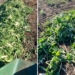 KZN farmer loses 90% of crop amid severe water shortages
