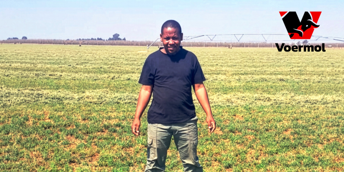 North West livestock producer Thabang Phele uses Voermol supplements to accelerate growth and reach market-ready weight targets faster. Photo: Gareth Davies/ Food For Mzansi