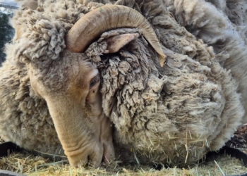 Rico survived seven years alone in the unforgiving Karoo before his remarkable 30.7kg fleece made him a wool industry legend. Today, his story is helping create opportunities for the next generation of agricultural leaders. Photo: Supplied/Food For Mzansi