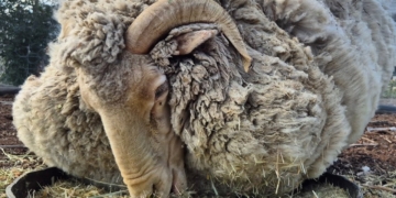 Rico survived seven years alone in the unforgiving Karoo before his remarkable 30.7kg fleece made him a wool industry legend. Today, his story is helping create opportunities for the next generation of agricultural leaders. Photo: Supplied/Food For Mzansi