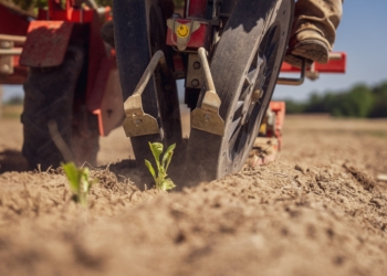 More than gadgets: How practical agritech boosts your bottom line