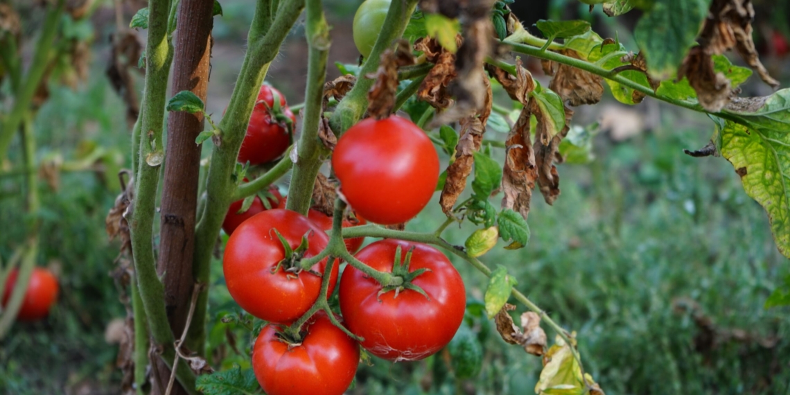 A healthy tomato crop. By stopping plant viruses like tomato yellow leaf curl virus (TYLCV) before they spread, the ARC is actively defending South Africa's food security and supporting sustainable agriculture. Photo: Nicolae Holbea/Pexels