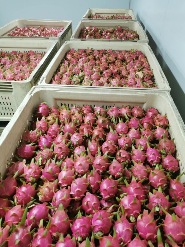 Dragon Fruit
