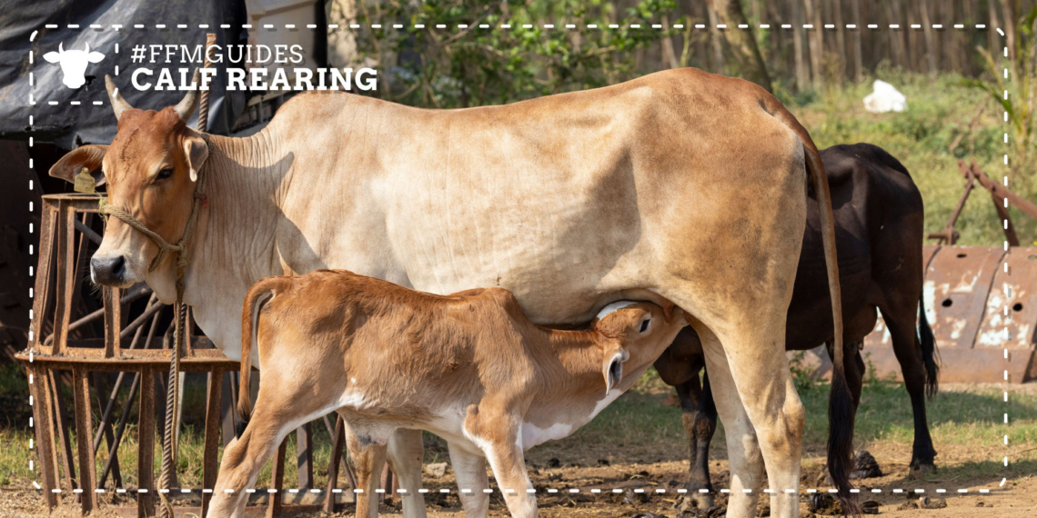 Knowing the right time to wean and using low-stress handling practices can reduce stress on both cows and calves, support healthy growth and help maintain productivity across the herd. Photo: Gareth Davies/Food For Mzansi