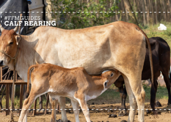 Weaning calves: How to reduce stress for maximum weight gain