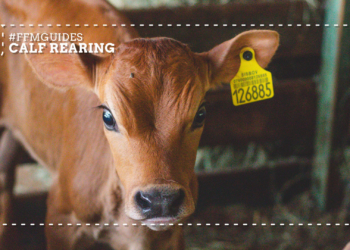 Early calf care: Key growth targets every cattle farmer must track