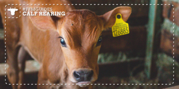Early calf care: Key growth targets every cattle farmer must track