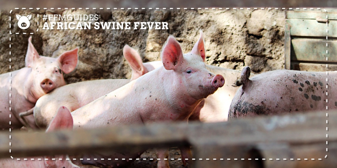 African swine fever (ASF) may currently be under control in South Africa, but farmers cannot afford to become complacent – strong biosecurity, understanding how the disease spreads and knowing your reporting obligations remain essential to protecting pig herds and livelihoods. Photo: Gareth Davies/Pexels