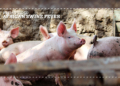 African swine fever (ASF) may currently be under control in South Africa, but farmers cannot afford to become complacent – strong biosecurity, understanding how the disease spreads and knowing your reporting obligations remain essential to protecting pig herds and livelihoods. Photo: Gareth Davies/Pexels