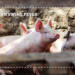 African swine fever: Why early reporting protects pig farmers