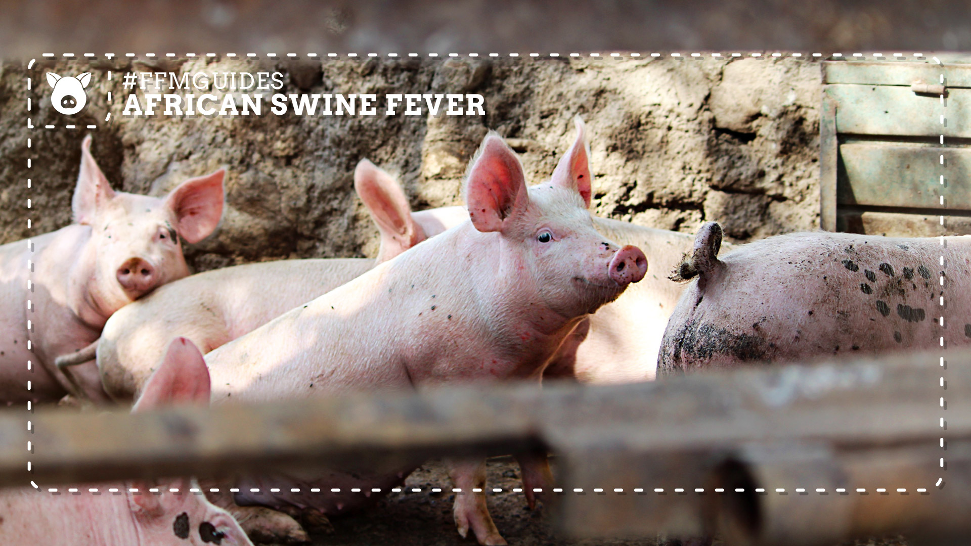 African swine fever: Why early reporting protects pig farmers