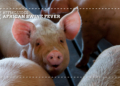 African swine fever: Biosecurity rules every pig farmer must follow