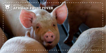 Biosecurity shouldn’t only happen during an ASF outbreak. Follow protocols for two-step cleaning, strict vehicle disinfection, and illegal swill feeding prevention to keep your farm safe. Photo: Gareth Davies/Pexels