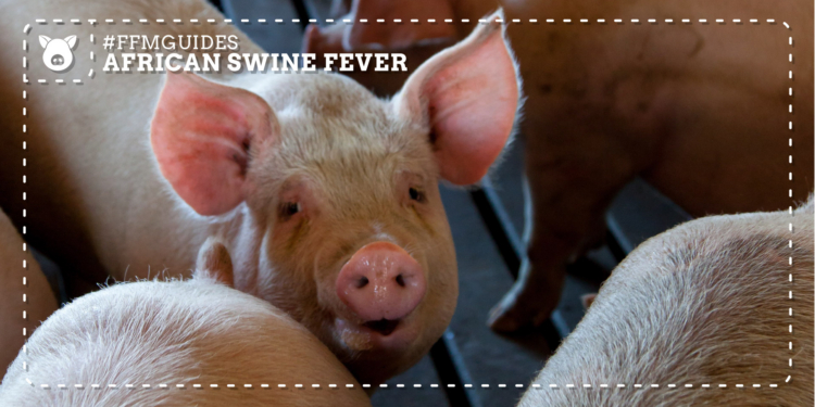 Biosecurity shouldn’t only happen during an ASF outbreak. Follow protocols for two-step cleaning, strict vehicle disinfection, and illegal swill feeding prevention to keep your farm safe. Photo: Gareth Davies/Pexels
