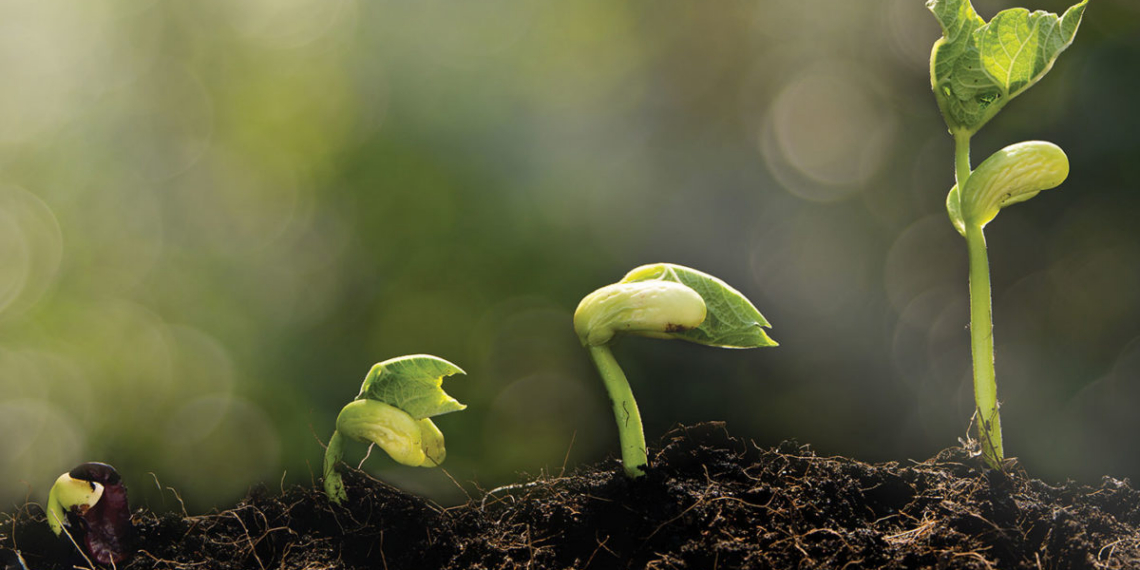 Growers, researchers, fertiliser experts, and industry role players will gather on 19 and 20 November in Stellenbosch for the SADC Plant Nutrition Symposium. Photo: Supplied/Food For Mzansi