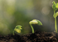 SADC symposium brings plant nutrition research closer to the farm
