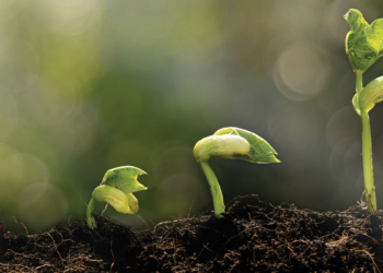 SADC symposium brings plant nutrition research closer to the farm