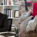 Pivot to poultry: Jennifer Gazide swaps boardroom for broiler house