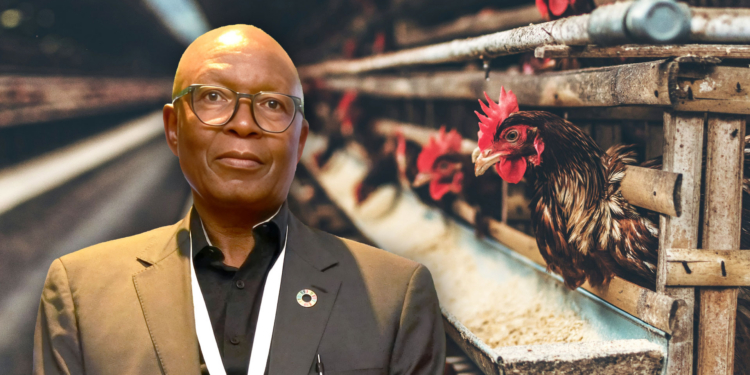 Ishmael Sunga outlines how Africa can transform its poultry feed crisis into youth agribusiness opportunities through bold policy and anchor partnerships. Photo: Gareth Davies/Food For Mzansi