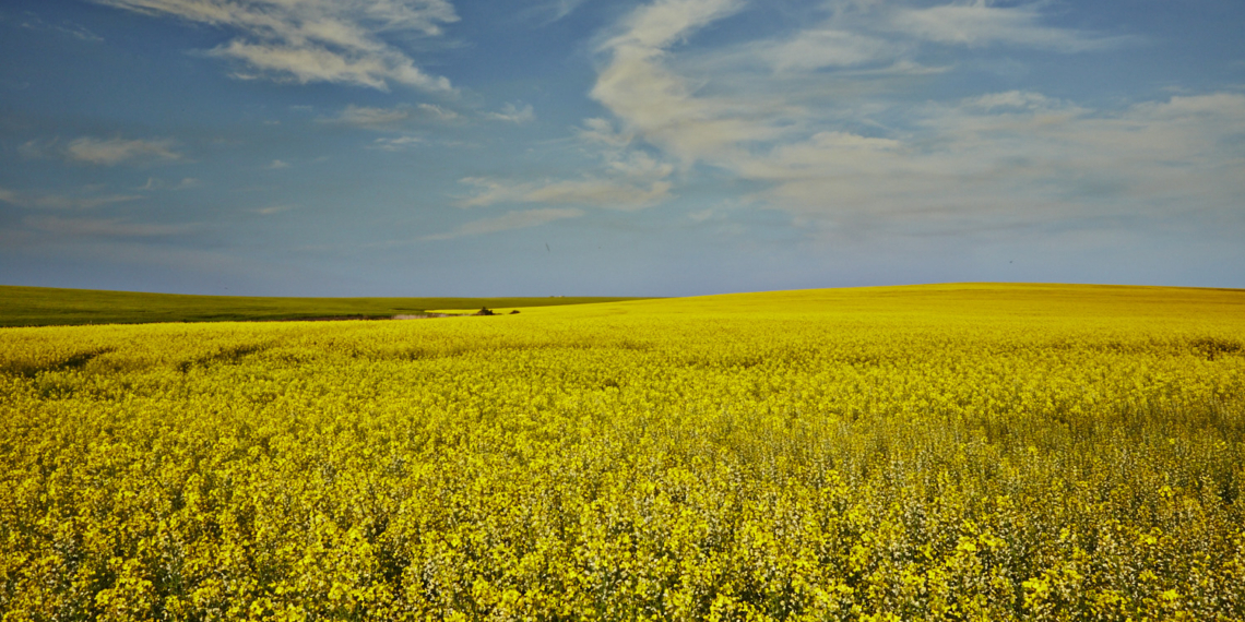 Every big story starts small. This one starts with a single canola seed. Grown by South African farmers and processed by Southern Oil (SOILL), that seed becomes oil for food production, while the remaining protein-rich meal returns to agriculture through animal feed. Photo: SOILL