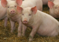SA pork industry builds resilience following disease outbreaks