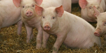 SA pork industry builds resilience following disease outbreaks