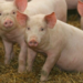 SA pork industry builds resilience following disease outbreaks