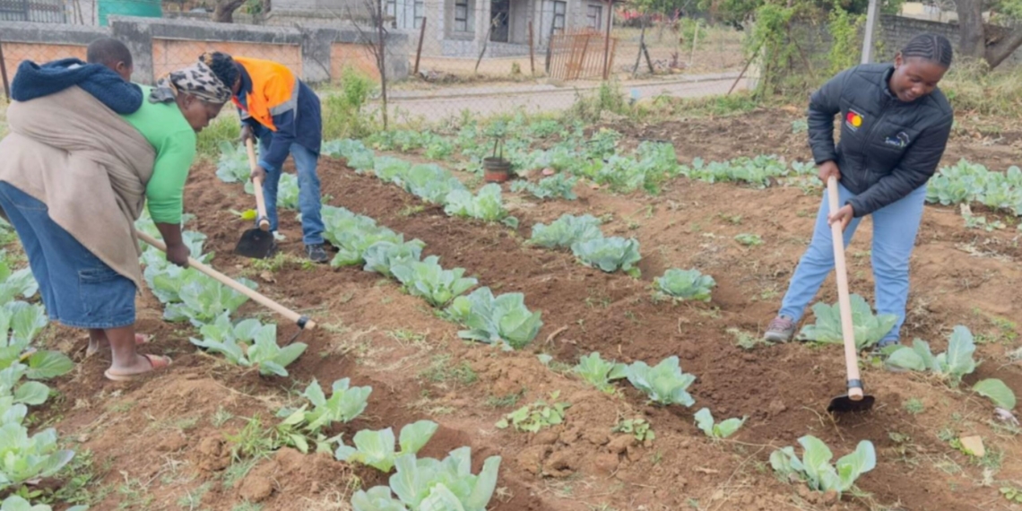 Community-led farming projects in partnership with CorpsAfrica in Limpopo are creating income, strengthening food security and building agricultural skills. Photo: Supplied/Food For Mzansi