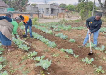Community-led farms boost food security and incomes in Limpopo