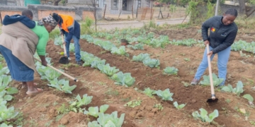 Community-led farms boost food security and incomes in Limpopo