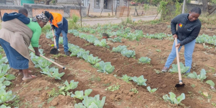 Community-led farming projects in partnership with CorpsAfrica in Limpopo are creating income, strengthening food security and building agricultural skills. Photo: Supplied/Food For Mzansi