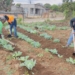 Community-led farms boost food security and incomes in Limpopo