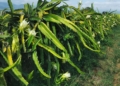 Dragon fruit thrives in KZN valley despite tough national season