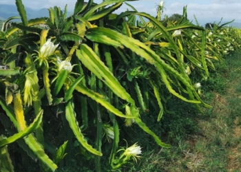 Dragon fruit thrives in KZN valley despite tough national season