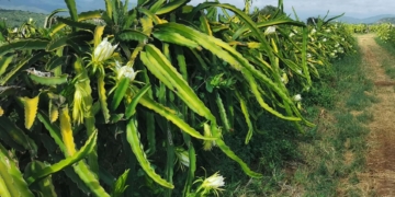 Dragon fruit thrives in KZN valley despite tough national season